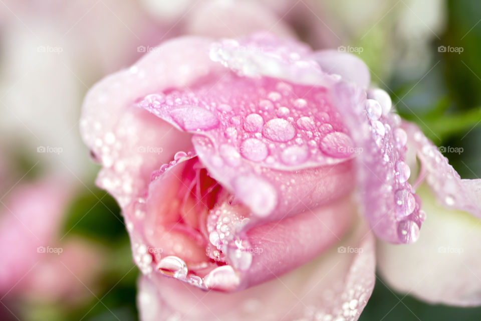 Rose in the rain. The rain has added some artistic effect to this picture. I hope u like it