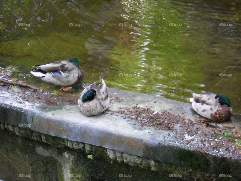 Ducks on a Pond