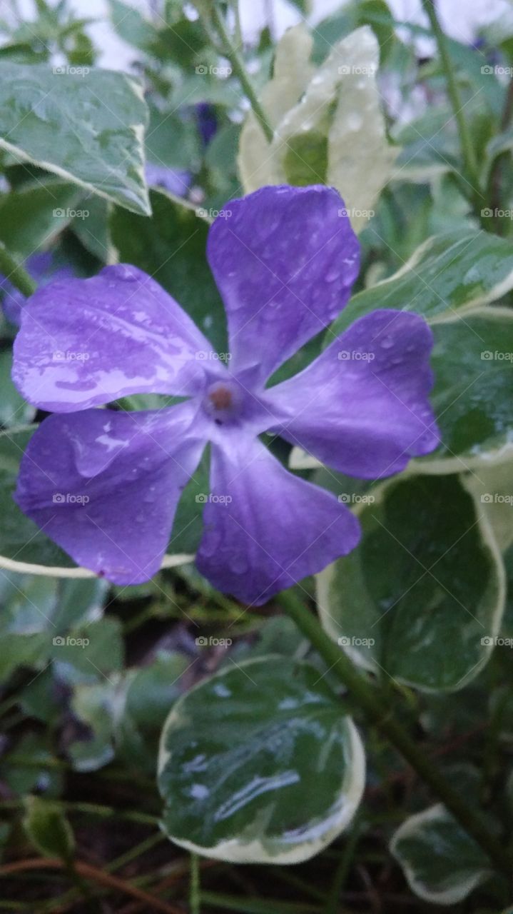 Morning dew on violet flower