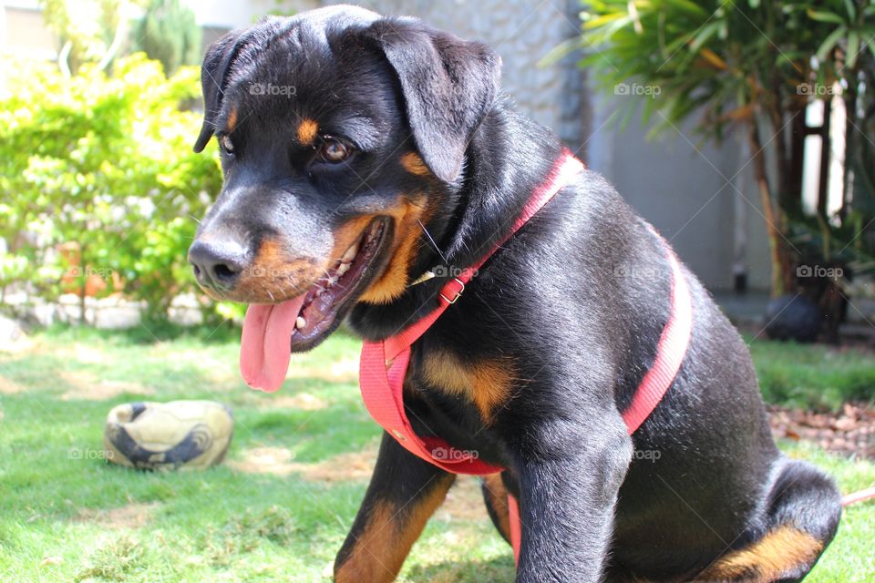 6 months old Rottweiler puppy