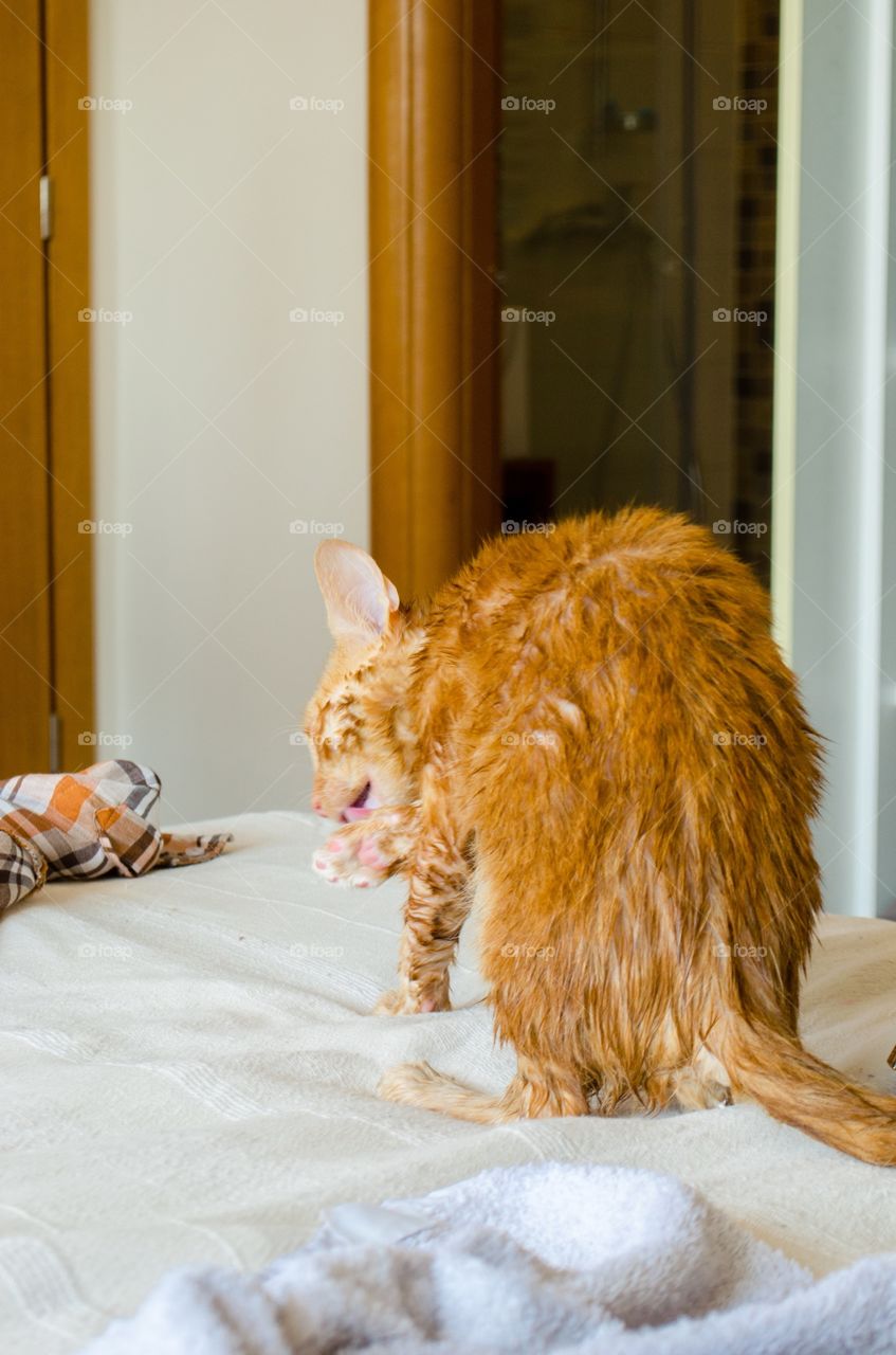 Cat drying itself after bath