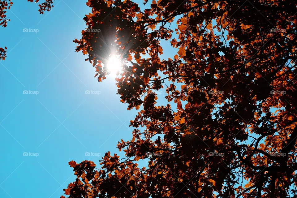 autumn
