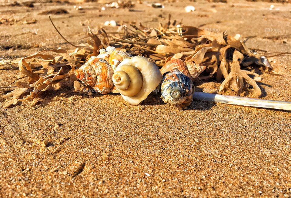 Seashells at the seaside