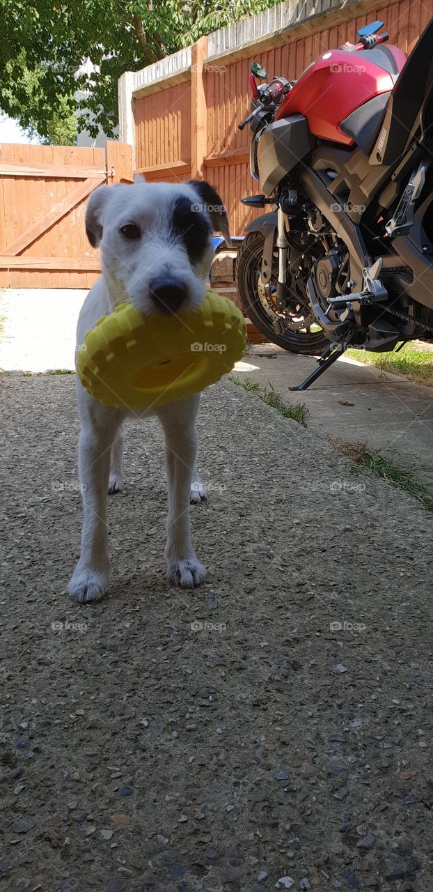 Playful puppy