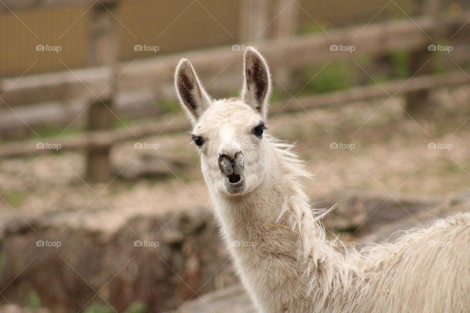 llama