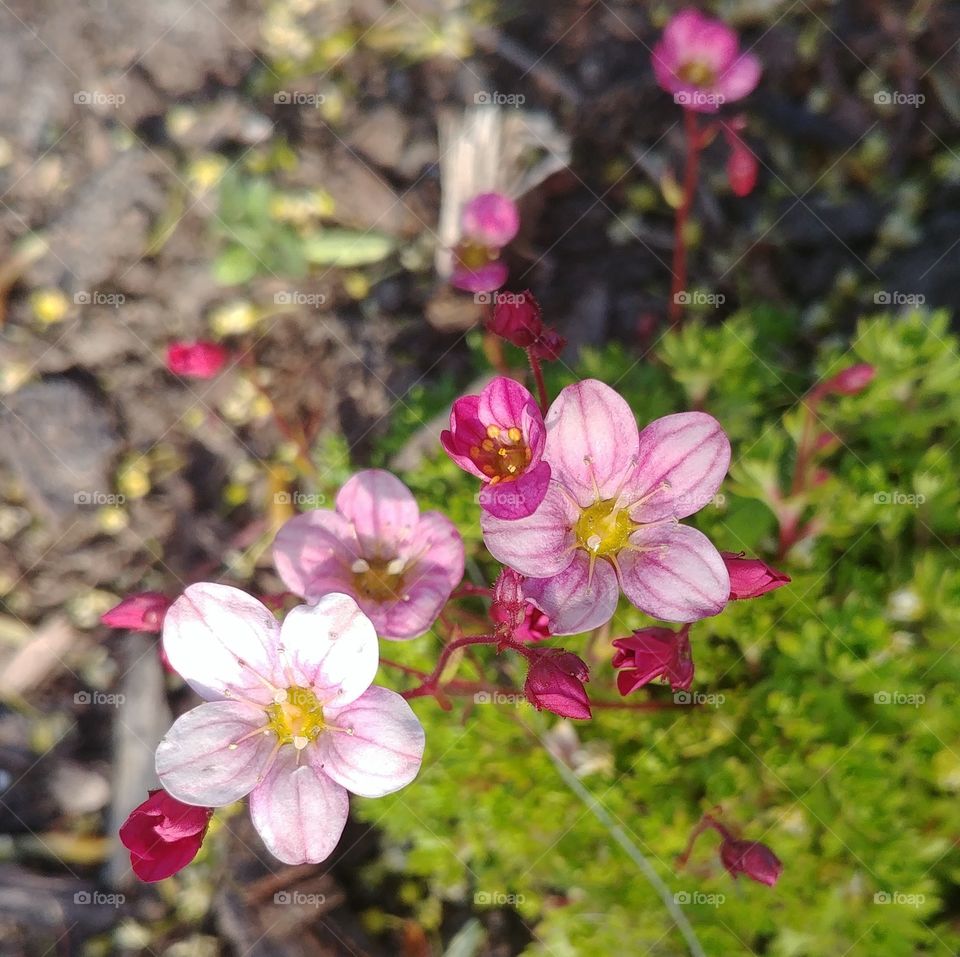 Frühling rosa Blumen Blühen