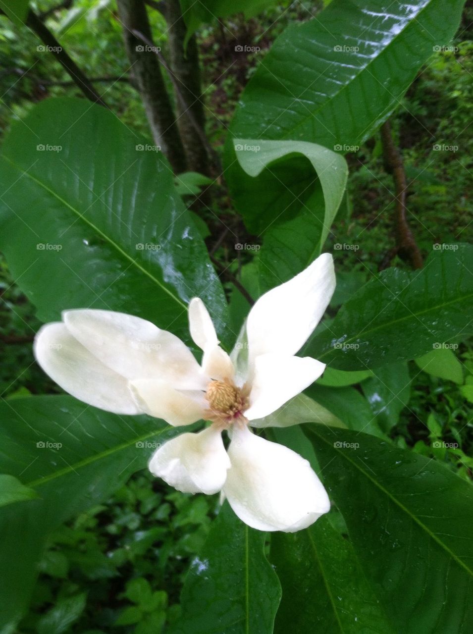 Magnolia blossom