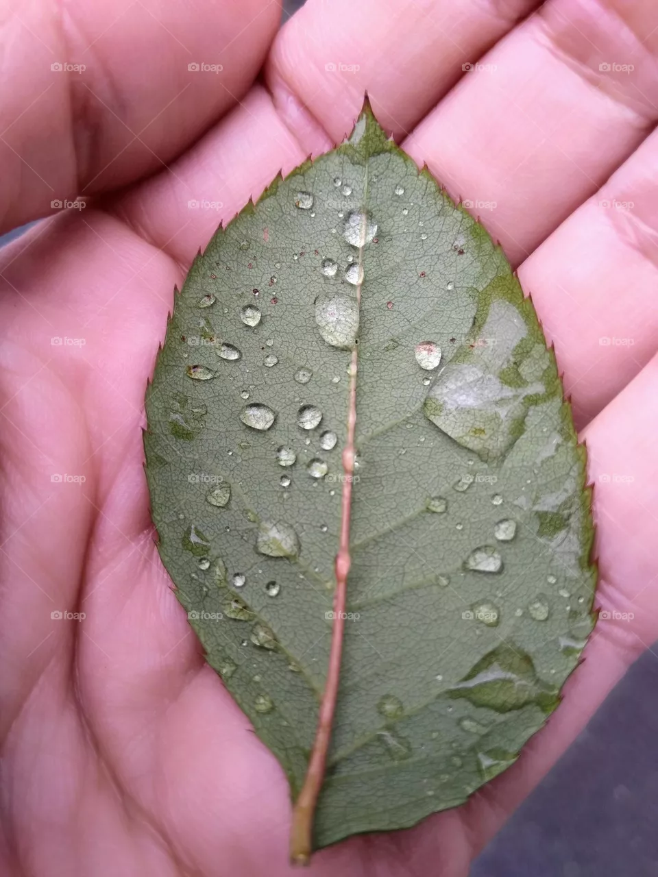Leaf