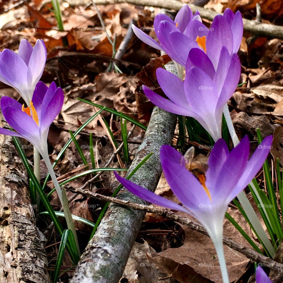 Crocuses growing in woods among brown leaves & sticks. This perennial is in shades of purple & pretty to see.