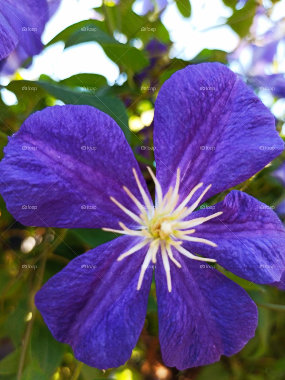 purple flower flatlay