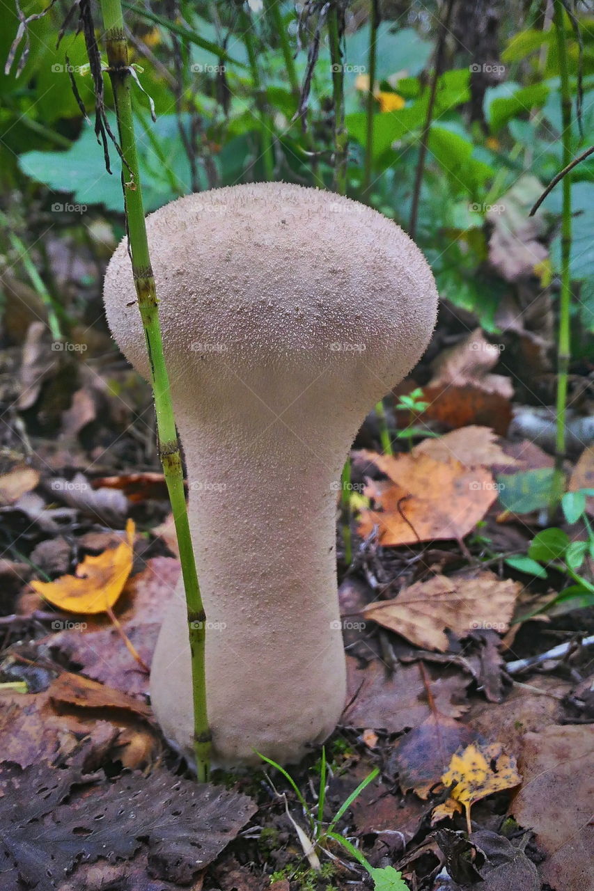 Mushroom