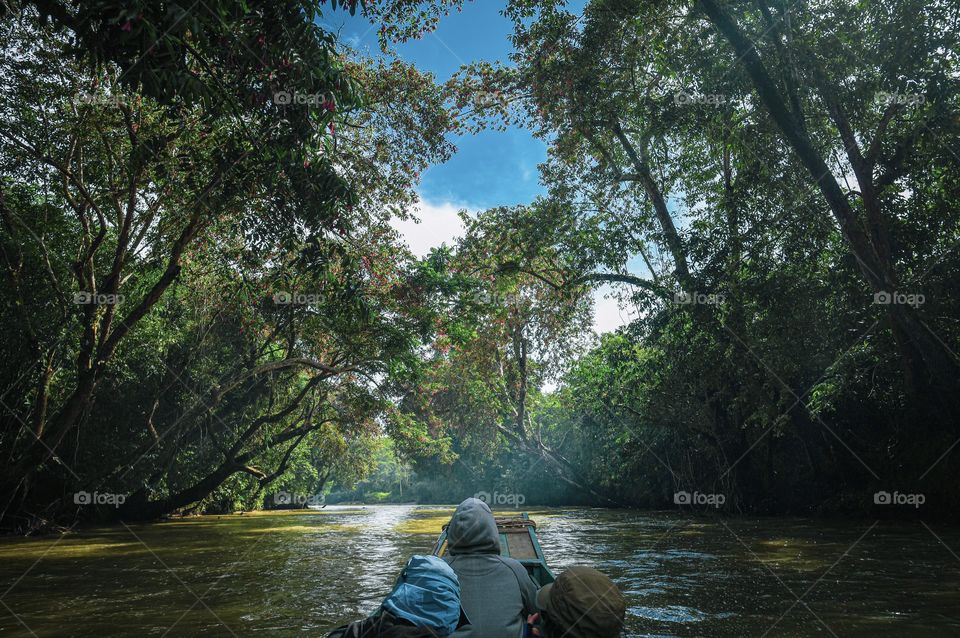 In the Tropical Forest, Borneo Island 