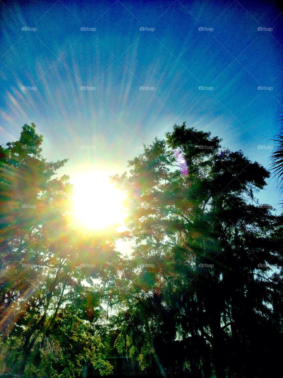 light trees sunlight by dodsongallery