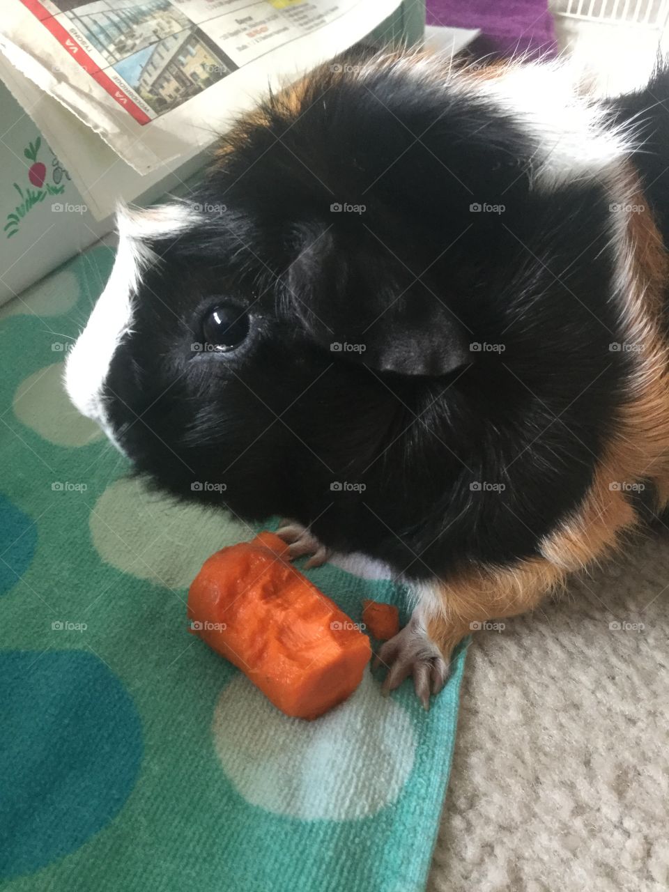 Cute, Mammal, Pet, Animal, Dog