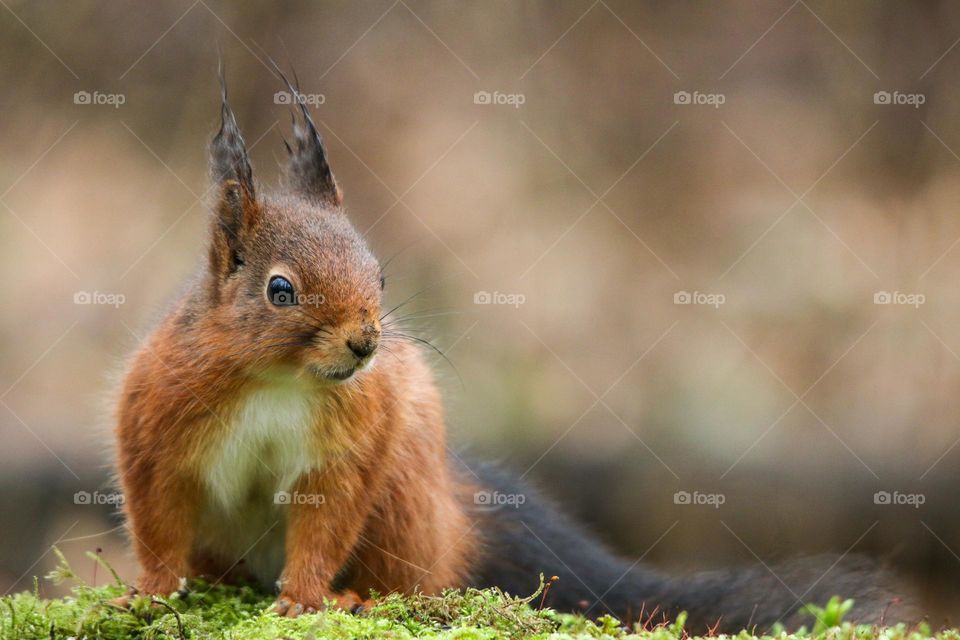 Close up of a red squirrel in the forest