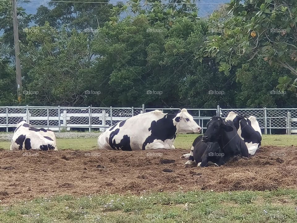 Dairy cows at Chulu Ranch in Beinan Township