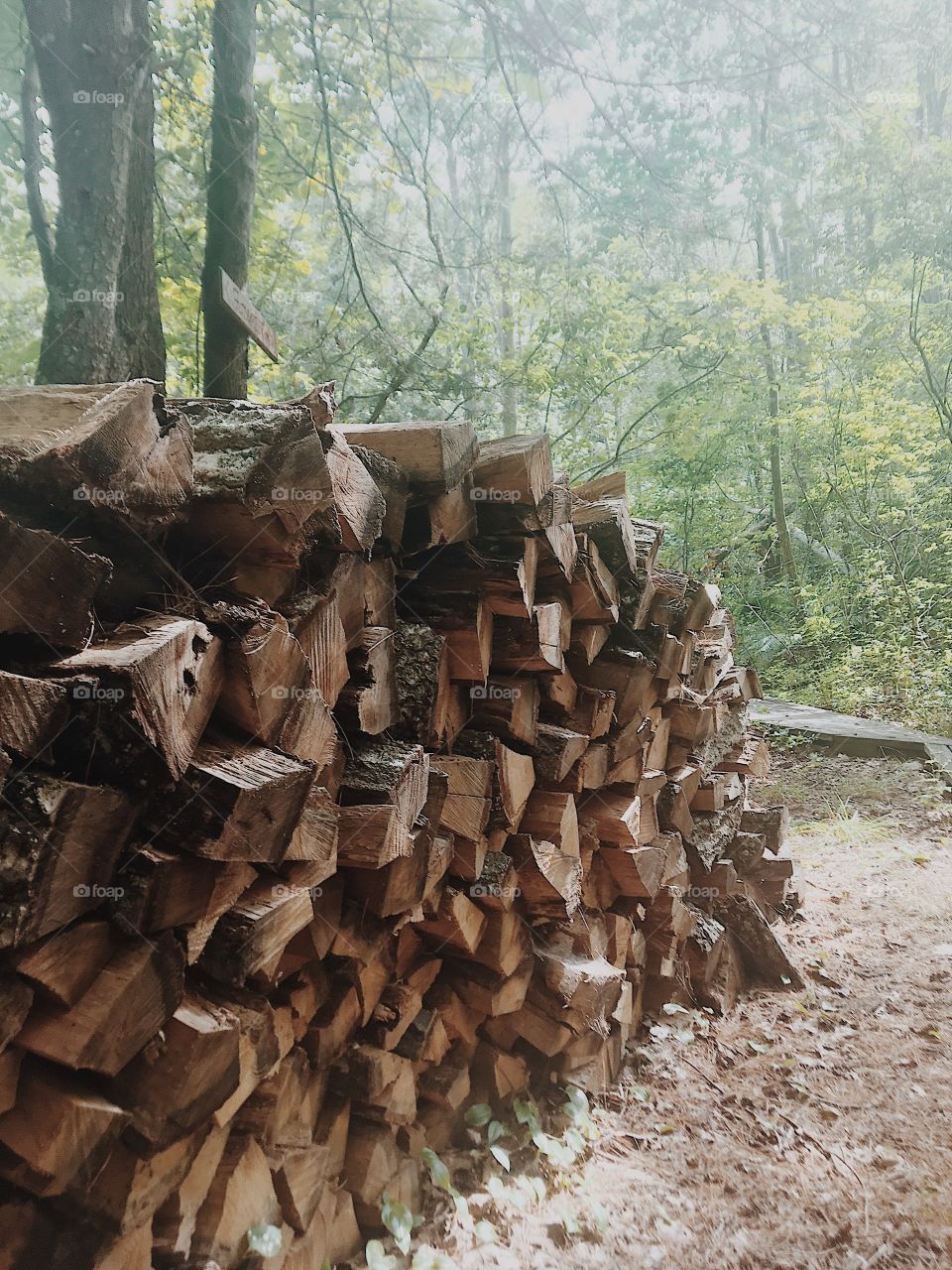 A wood pile sits on the edge of a forest path
