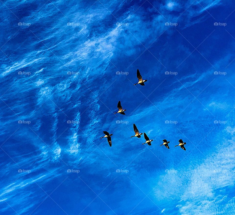 Geese in flight against strong blue sky daylight and Cirrus clouds