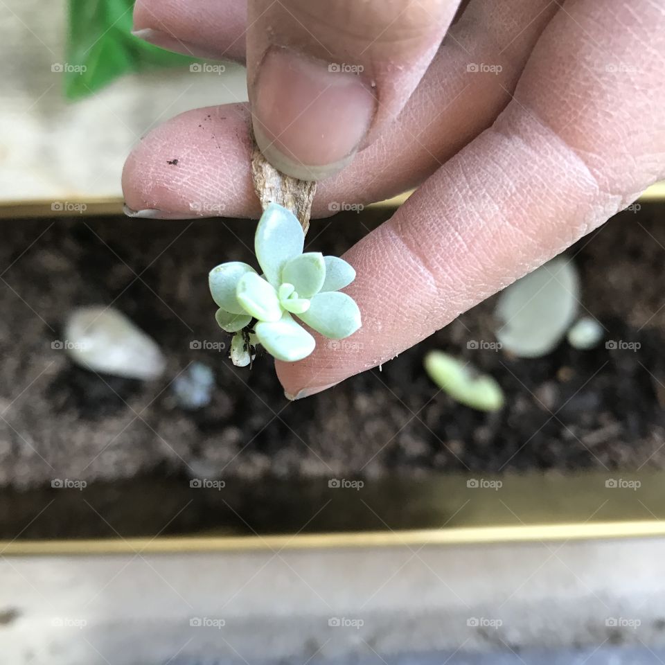 My succulent cuttings are growing!