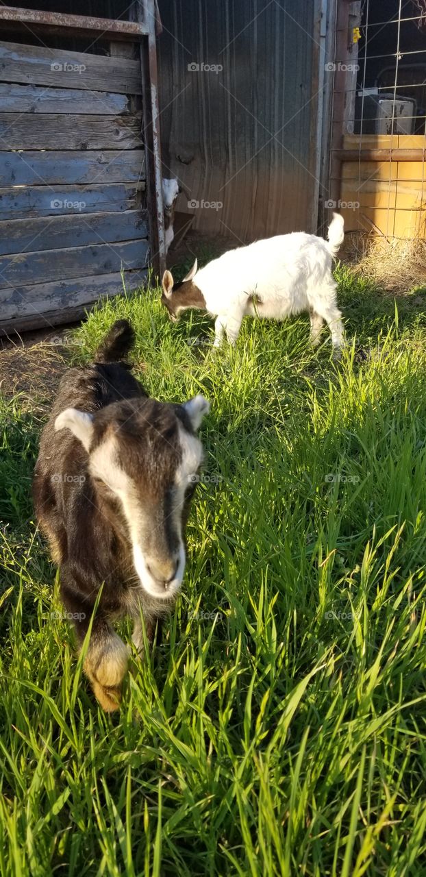 goats by barn eating grass
