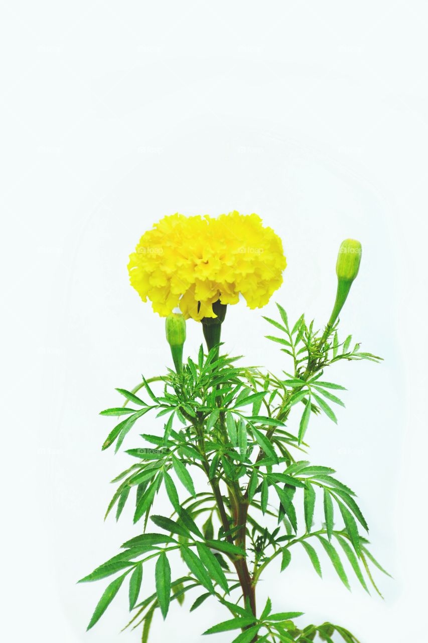 Marigold blossoming with white background