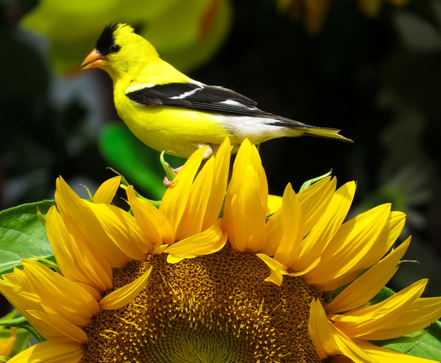 American Goldfinch On A Sunflower