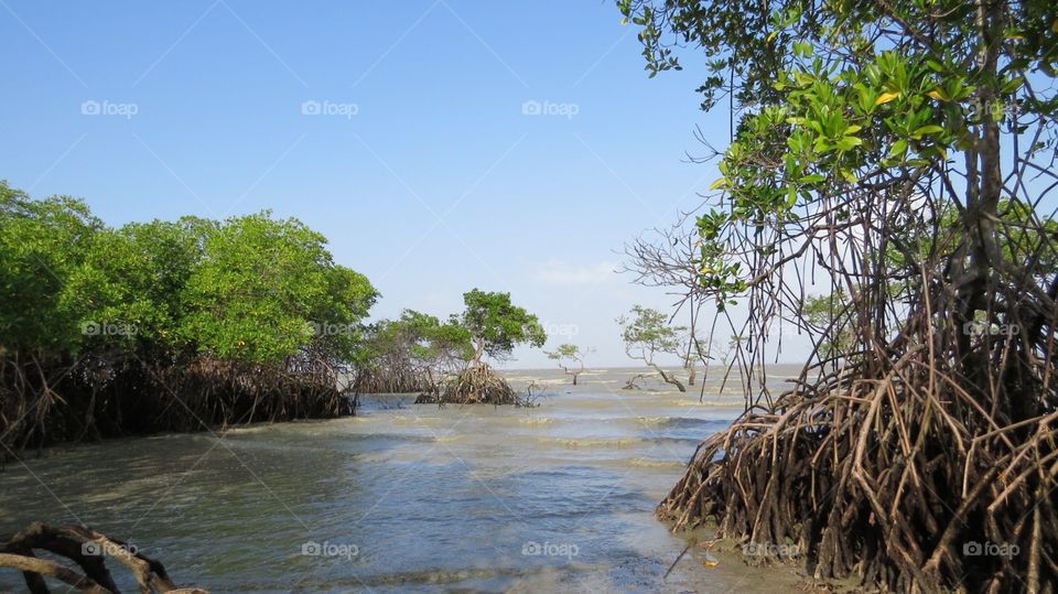 mangrove forest in the Brazilian beach tree that breathes by its roots , so get off the ground.