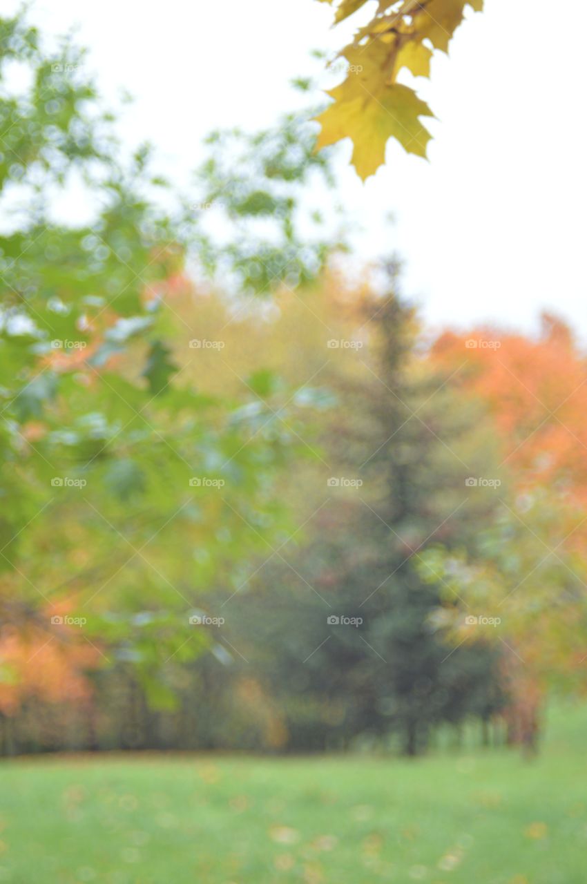 Autumn trees