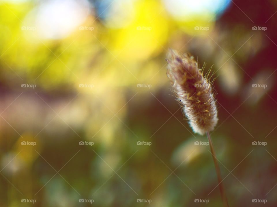 outdoors nature landscape forest details macro closeup blossom bokeh plant green background at sunset