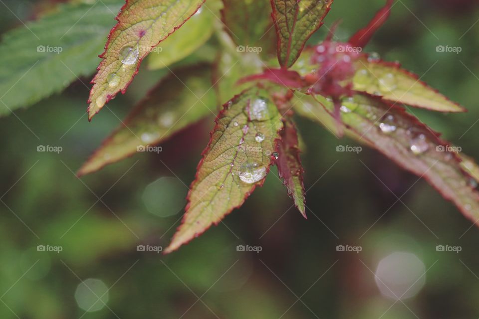 Leaf, No Person, Nature, Rain, Fall