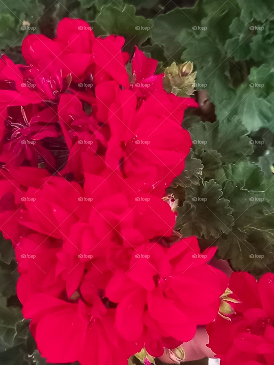 beautiful red flowers of geranium