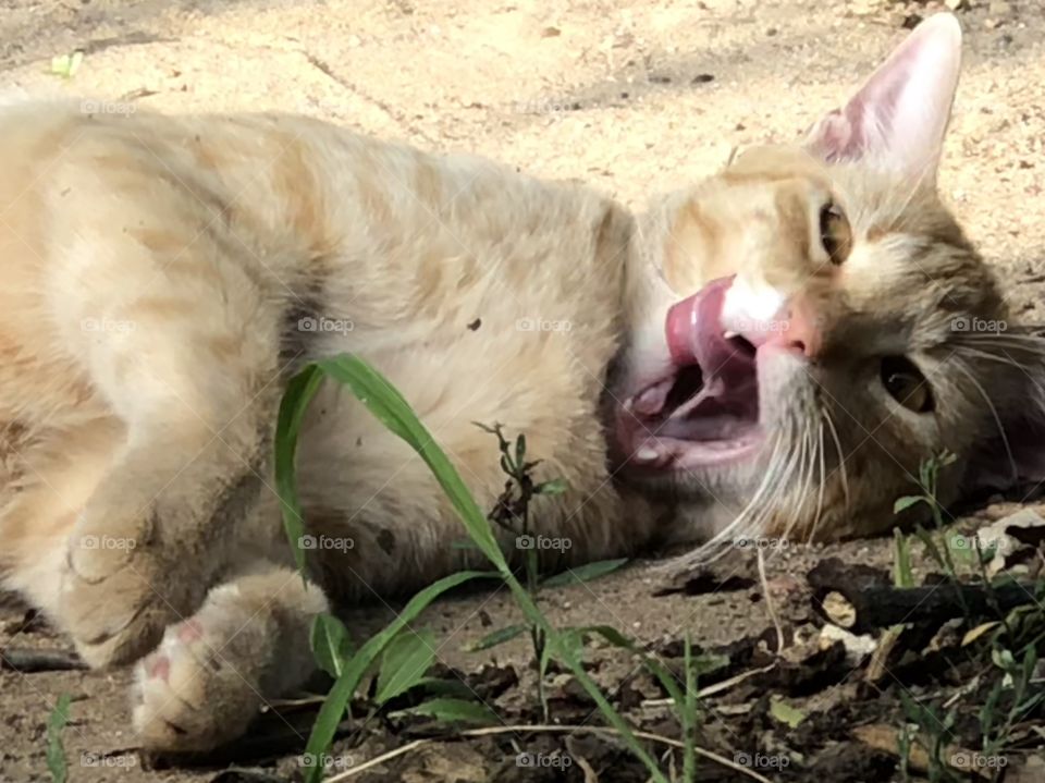 Cat licking his chops