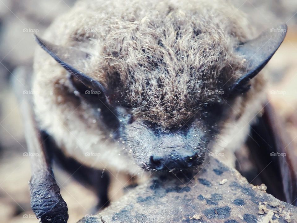 Nathusius's pipistrelle, Animal