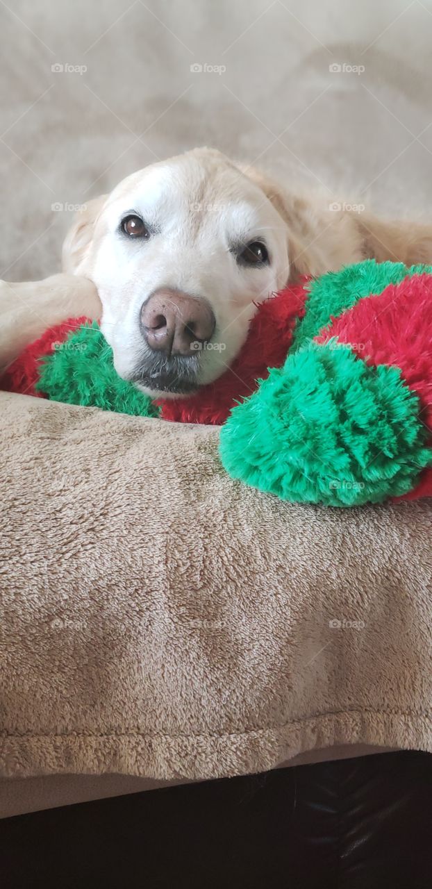Kaci,  our golden retriever with her Comfy Pillow and Candy cane dreams on a rainy day