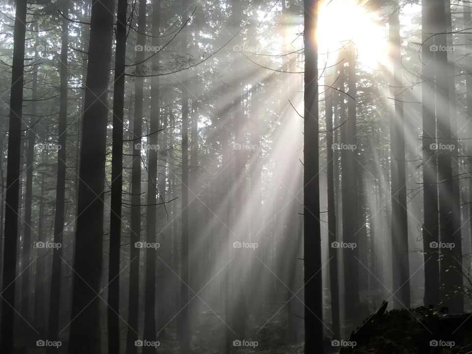 Hiking in the forest 
