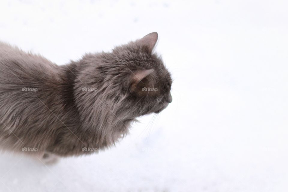 Nebelung cat on snow