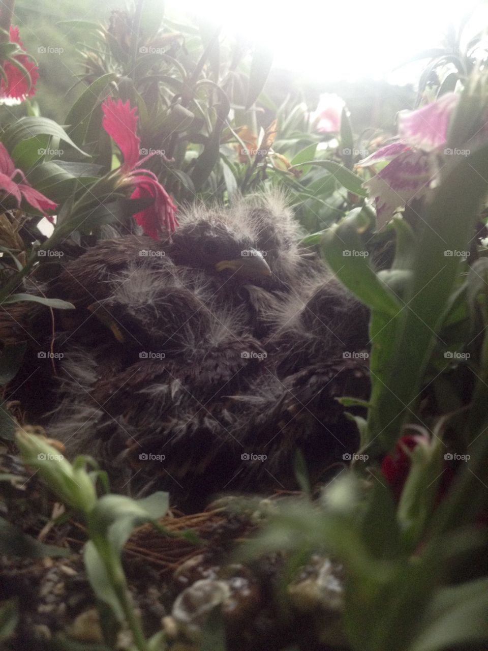 Flower Bird Nest