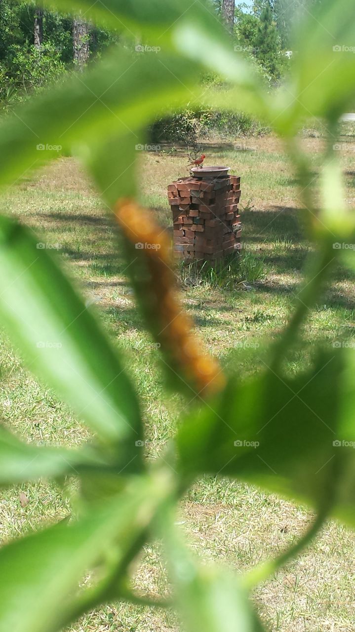 Cardinal Through the Vine