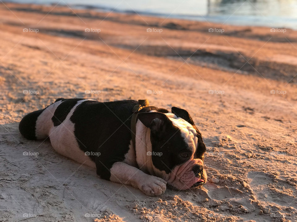 Super pup. Friendly and beautiful dog. Friend. Pet.