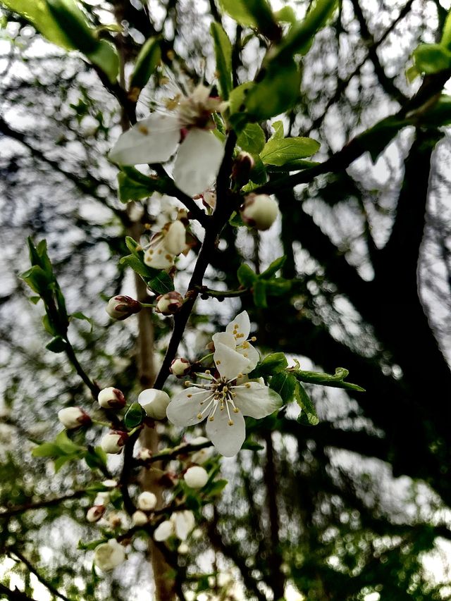 Spring
