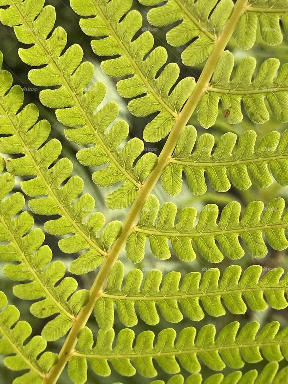 Fern leaves in macro