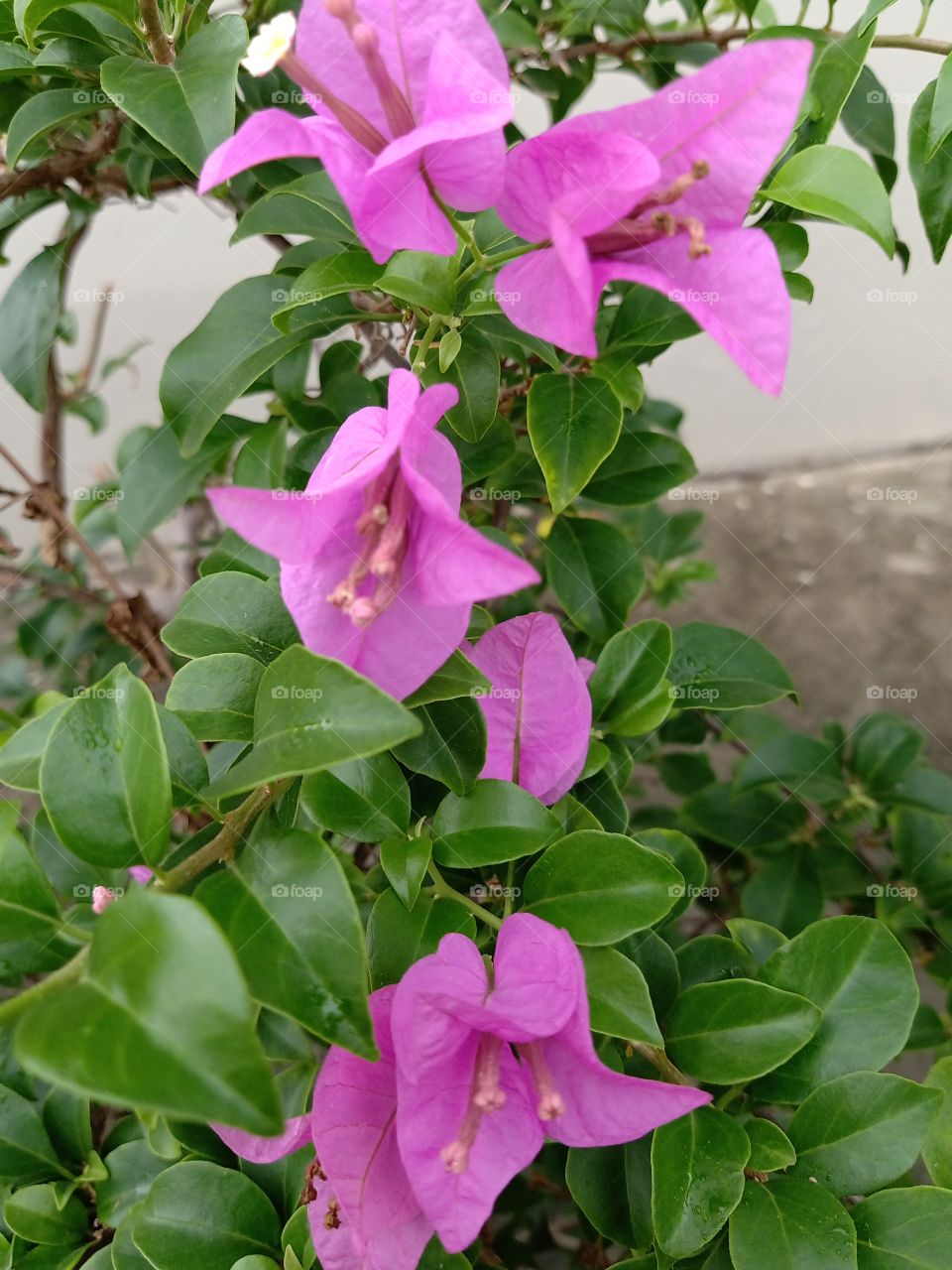 Beautiful Bougainvillea