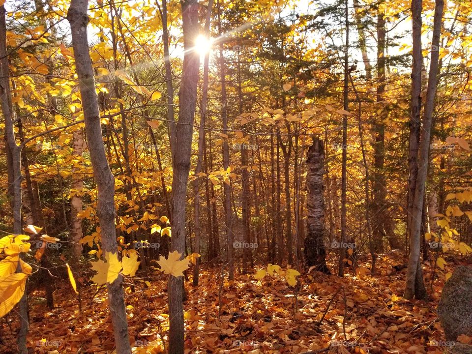 Sun rays in an autumn forest