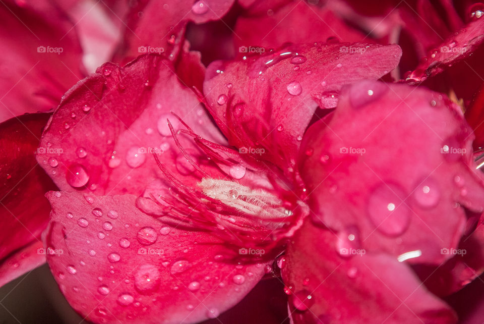 Water drop on pink flower