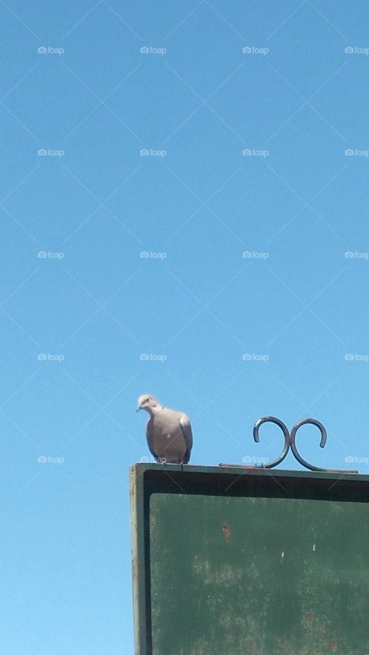 Beautiful dove on a panel.