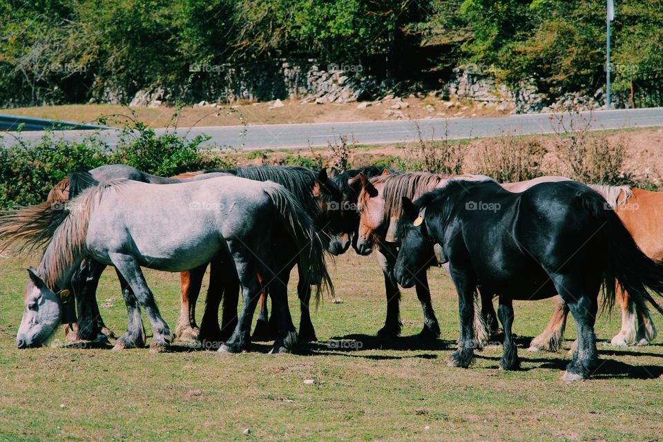Horses in the mountain.