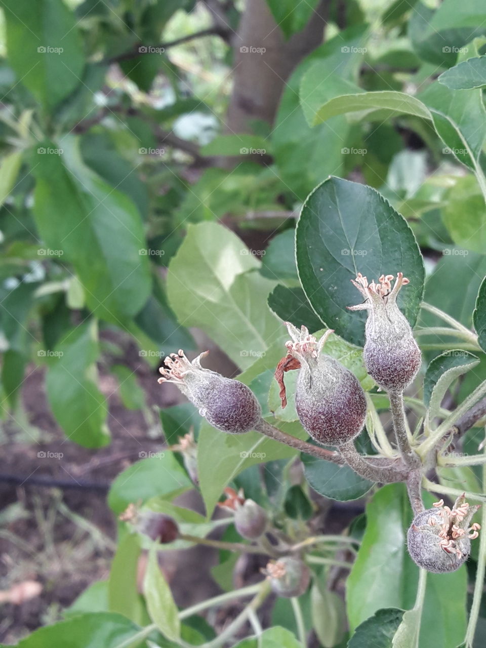 Small apples on an apple tree.