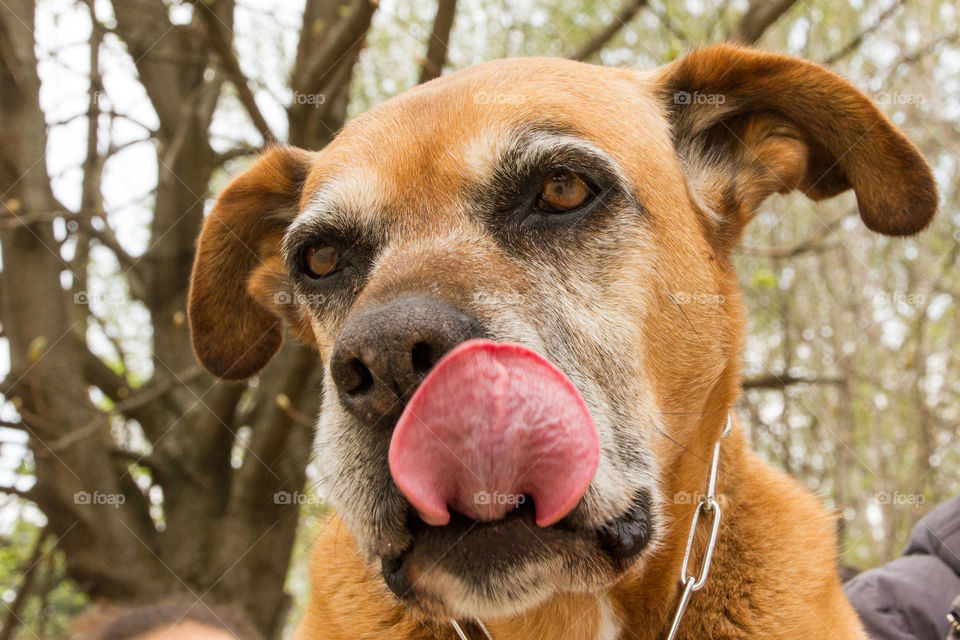 Close-up of a dog