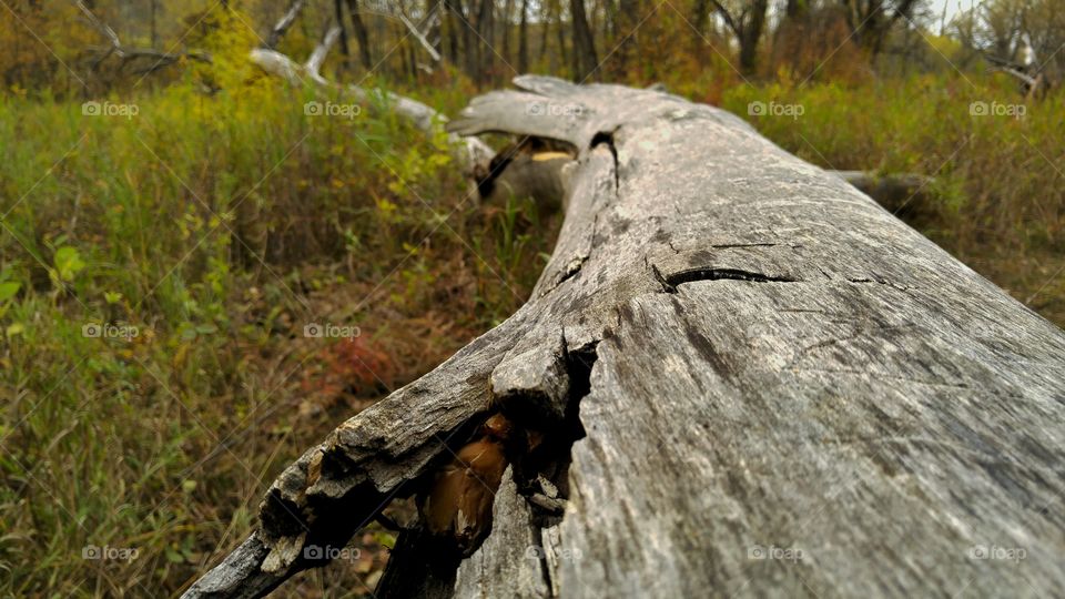fallen tree