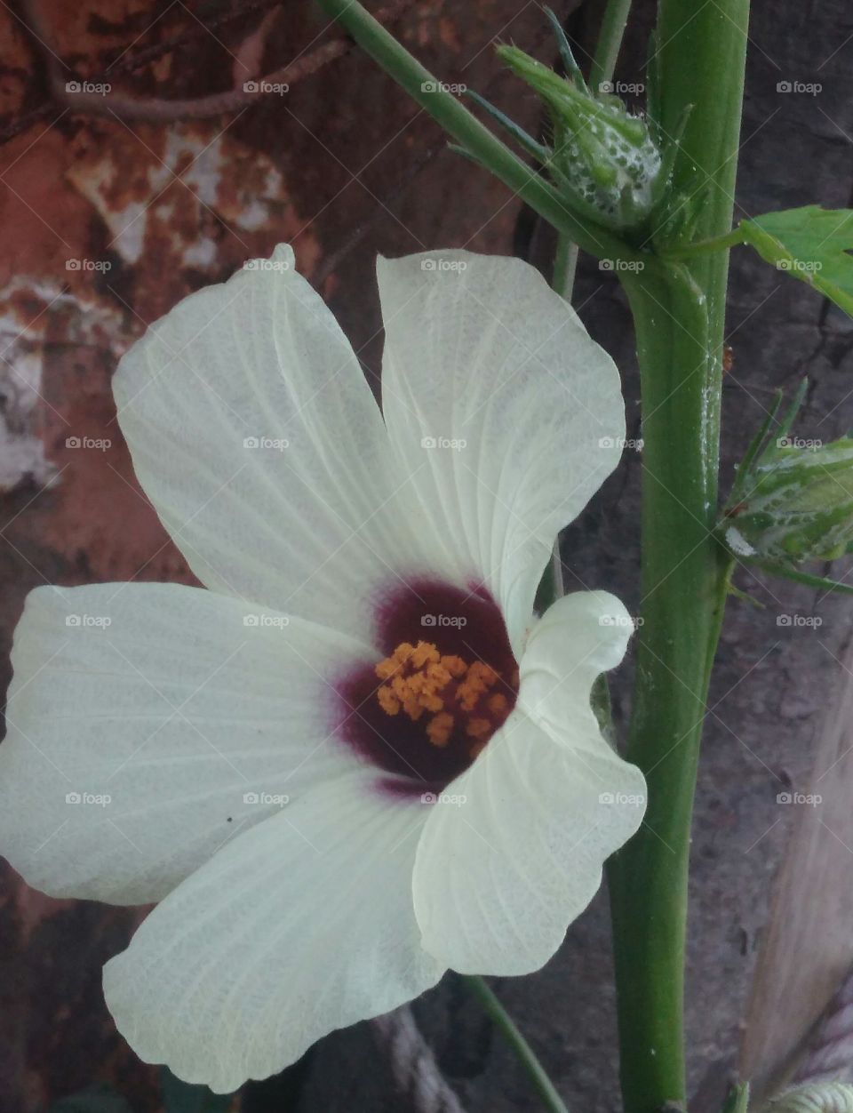 beautiful white flower